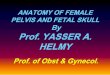 ANATOMY OF FEMALE PELVIS AND FETAL SKULL By Prof. …