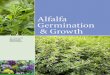 Alfalfa Germinoain t & Growth