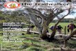 The Trailwalker - The Heysen Trail