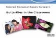 Butterflies in the Classroom - Carolina Biological