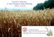 Association Mapping in Wheat Flavio Breseghello Advisor: Prof
