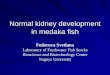 Normal kidney development in medaka fish