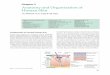 Anatomy and Organization of Human Skin - scottishhssupport
