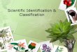 Scientific Identification & Classification