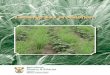 Lemon Grass - Department of Agriculture, Forestry and Fisheries