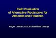 Field Evaluation of Almond Rootstocks - Stanislaus County