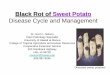 Black Rot of Sweet Potato: Disease Management - ctahr - University