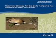 Ord's Kangaroo Rat (Dipodomys ordii) - Publications du