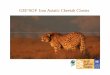 GEF/SGP Iran Asiatic Cheetah Cluster