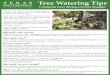 Tree Watering Tips - Texas Forest Service