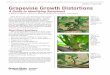 Grapevine Growth Distortions: A Guide to Identifying Symptoms