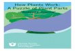 How Plants Work: A Puzzle of Plant Parts