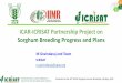 ICAR-ICRISAT Partnership Project on Sorghum Breeding 