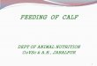 FEEDING OF CALF