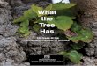 What the Tree Has - Weizmann Institute of Science