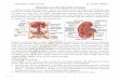 Physiology of Renal System Dr. Hayder Alhindy
