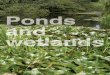 Ponds and Wetlands