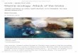 Marine ecology: Attack of the blobs - Sea Around Us Project