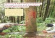 Improved Silviculture Practices through Active and 