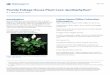Florida Foliage House Plant Care: Spathiphyllum