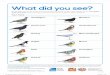 RSPB Big Schools Birdwatch Teaching Resources Counting 