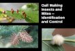 Gall Making Insects and Mites Identification and Control