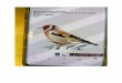 Good morning Rosemary ] Would this goldfinch design be ok 