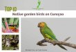 Ebook Top 10 Native Garden Birds on Curacao LR