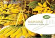 Banana Market Review