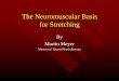 The Neuromuscular Basis for Stretching
