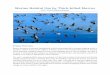 Marine Habitat Use by Thick billed Murres