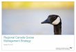 Regional Canada Goose Management Strategy