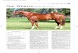 Star Witness - stallions.com.au