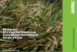 Bayer e CropScience contaminates - Greenpeace