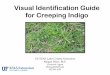 Visual Identification Guide for Creeping Indigo