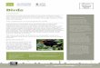 Birds - Norfolk Wildlife Trust
