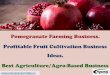 Pomegranate Farming Business. Profitable Fruit Cultivation 