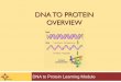 DNA TO PROTEIN OVERVIEW - scme-nm.org