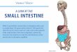 A LOOK AT THE SMALL INTESTINE - Visible Body