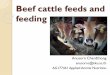Beef cattle feeds and feeding - Khon Kaen University
