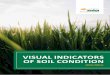 VISUAL INDICATORS OF SOIL CONDITION