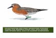 Investigating Red Knot Migration Ecology along the Georgia 