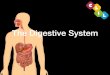 CLIL digestive system - Artigianelli