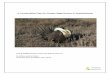A Conservation Plan for Greater Sage-Grouse in Saskatchewan