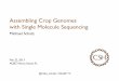 Assembling Crop Genomes with Single Molecule Sequencing