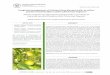 Integrated management of Colletotrichum gloesporioides in 
