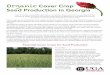 Organic Cover Crop Seed Production in Georgia