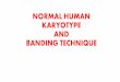 NORMAL HUMAN KARYOTYPE AND BANDING TECHNIQUE